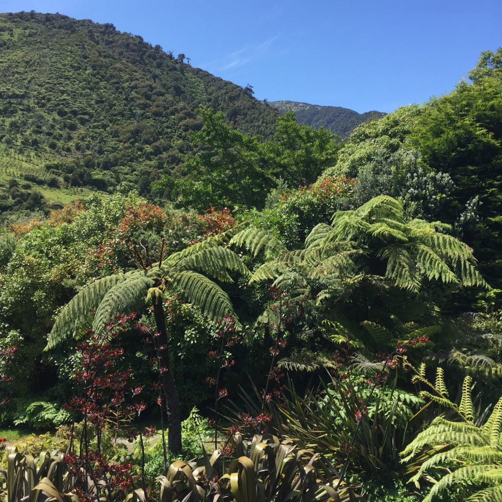 North Island New Zealand hill country with native tree ferns and flax.